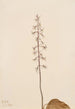 Orchis Tipularia uniflora - Mary Vaux Walcott — näkymä teoksesta