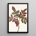 Berberis leviävä Berberis repens - Mary Vaux Walcott — kehystetty taideteos seinällä
