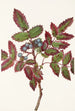 Berberis leviävä Berberis repens - Mary Vaux Walcott — näkymä teoksesta