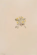 Crepis elegans - Mary Vaux Walcott — näkymä teoksesta