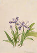 Iiris harjainen Iris cristata - Mary Vaux Walcott — näkymä teoksesta