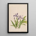 Iiris harjainen Iris cristata - Mary Vaux Walcott — kehystetty taideteos seinällä
