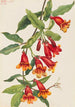 Bougainvillea Anisostichus capreolatus - Mary Vaux Walcott — näkymä teoksesta