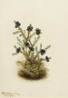 Camarine noire Empetrum nigrum - Mary Vaux Walcott — näkymä teoksesta