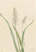 Chrosperma muscaetoxicum - Mary Vaux Walcott — näkymä teoksesta