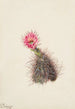 Cactus concombre - Mary Vaux Walcott — näkymä teoksesta