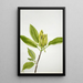 Magnolia acuminata - Mary Vaux Walcott — kehystetty taideteos seinällä