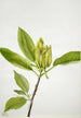 Magnolia acuminata - Mary Vaux Walcott — näkymä teoksesta