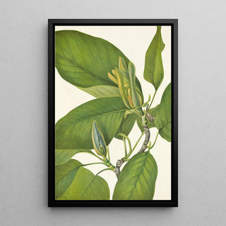 Mary Vaux Walcott - Cucumbertree Magnolia acuminata.webp