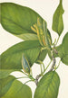 Magnolia acuminata - Mary Vaux Walcott — näkymä teoksesta