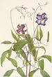 kihara Clematis crispa - Mary Vaux Walcott — näkymä teoksesta