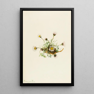 Mary Vaux Walcott - CutLeaf Fleabane Erigeron compositus.webp