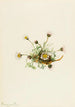 Leikattulehtinen vergerette Erigeron compositus - Mary Vaux Walcott — näkymä teoksesta