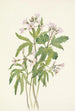 Dentaria laciniata - Mary Vaux Walcott — näkymä teoksesta