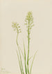 myrkyllinen Zygadenus venenosus - Mary Vaux Walcott — näkymä teoksesta