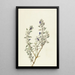 Kuolemanlaakson salvia Salvia funerea - Mary Vaux Walcott — kehystetty taideteos seinällä