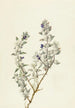 Kuolemanlaakson salvia Salvia funerea - Mary Vaux Walcott — näkymä teoksesta
