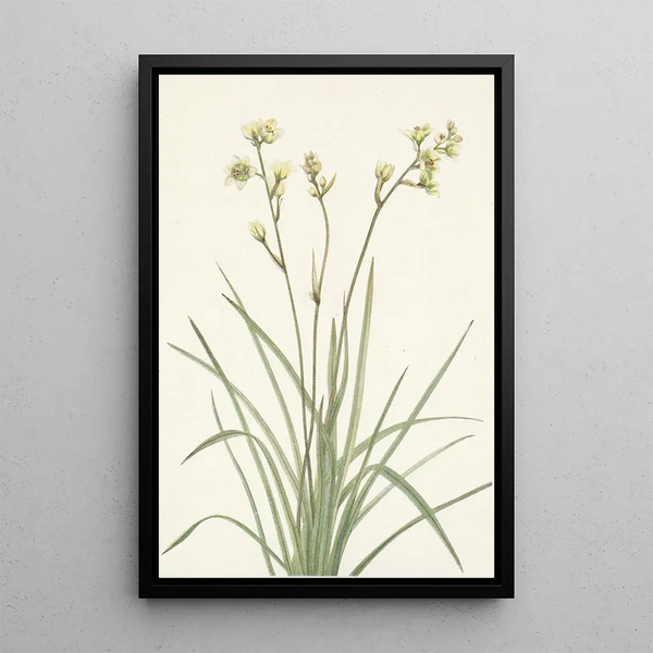 Mary Vaux Walcott - Deathcamas Zygadenus elegans.webp