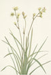 Deathcamas Zygadenus elegans - Mary Vaux Walcott — näkymä teoksesta