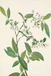 Deerberry Polycodium stamineum - Mary Vaux Walcott — näkymä teoksesta