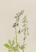 Delphinium Delphinium scopulorum - Mary Vaux Walcott — näkymä teoksesta