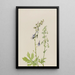 Delphinium Delphinium scopulorum - Mary Vaux Walcott — kehystetty taideteos seinällä