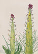 Desert Candle Caulanthus inflatus - Mary Vaux Walcott — näkymä teoksesta