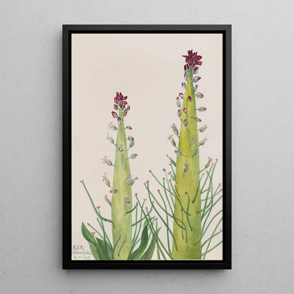 Mary Vaux Walcott - Desert Candle Caulanthus inflatus.webp