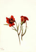 Desert Mariposa Calochortus kennedyi - Mary Vaux Walcott — näkymä teoksesta