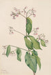 Dogbane Apocyum androsaemfolium - Mary Vaux Walcott — näkymä teoksesta