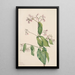 Dogbane Apocyum androsaemfolium - Mary Vaux Walcott — kehystetty taideteos seinällä