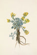 Fleur de Double Bladderpod Physaria didymocarpa - Mary Vaux Walcott — näkymä teoksesta