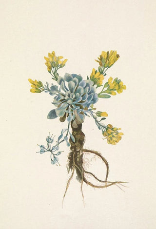 Mary Vaux Walcott - Double Bladderpod flower Physaria didymocarpa.webp