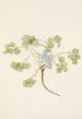 Fruit de Double Bladderpod Physaria didymocarpa - Mary Vaux Walcott — näkymä teoksesta