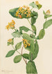 Chèvrefeuille de Douglas Lonicera glaucescens - Mary Vaux Walcott — näkymä teoksesta