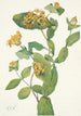 Fleur de Chèvrefeuille de Douglas Lonicera glaucescens - Mary Vaux Walcott — näkymä teoksesta