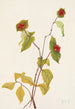 Fruit de Chèvrefeuille de Douglas Lonicera glaucescens - Mary Vaux Walcott — näkymä teoksesta