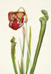 Sarracénie de Drummond Sarracenia drummondii - Mary Vaux Walcott — näkymä teoksesta