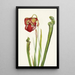 Sarracénie de Drummond Sarracenia drummondii - Mary Vaux Walcott — kehystetty taideteos seinällä