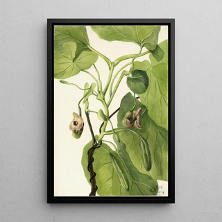 Mary Vaux Walcott - Dutchmans Pipe.webp