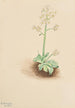 Saxifrage précoce Saxifraga virginiensis - Mary Vaux Walcott — näkymä teoksesta
