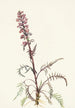 Tête d'éléphant Pedicularis groenlandica - Mary Vaux Walcott — näkymä teoksesta