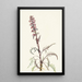 Tête d'éléphant Pedicularis groenlandica - Mary Vaux Walcott — kehystetty taideteos seinällä