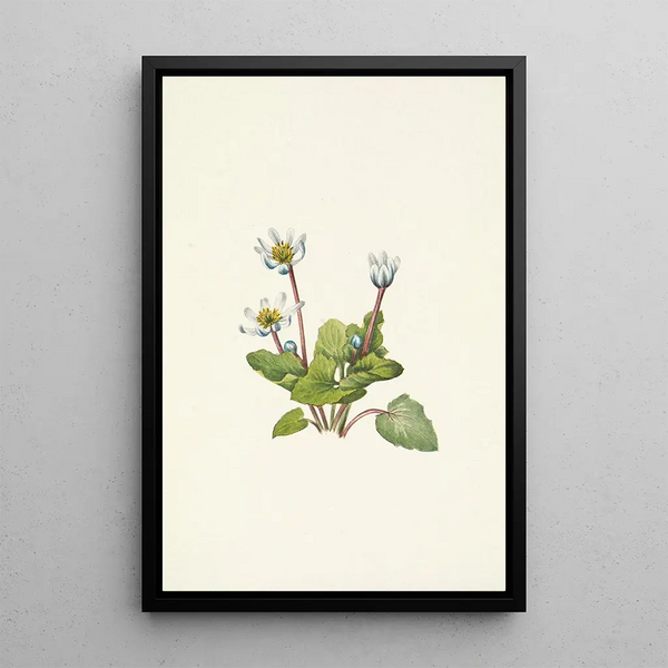 Mary Vaux Walcott - Elkslip Caltha leptosepala.webp