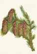 Engelmannin kuusi Picea engelmanni - Mary Vaux Walcott — näkymä teoksesta