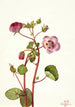 Eremalche rotundifolia - Mary Vaux Walcott — näkymä teoksesta