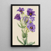 Eustoma russelianum - Mary Vaux Walcott — kehystetty taideteos seinällä