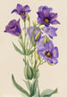 Eustoma russelianum - Mary Vaux Walcott — näkymä teoksesta