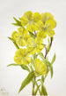 Onagre Oenothera - Mary Vaux Walcott — näkymä teoksesta