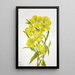 Onagre Oenothera - Mary Vaux Walcott — kehystetty taideteos seinällä